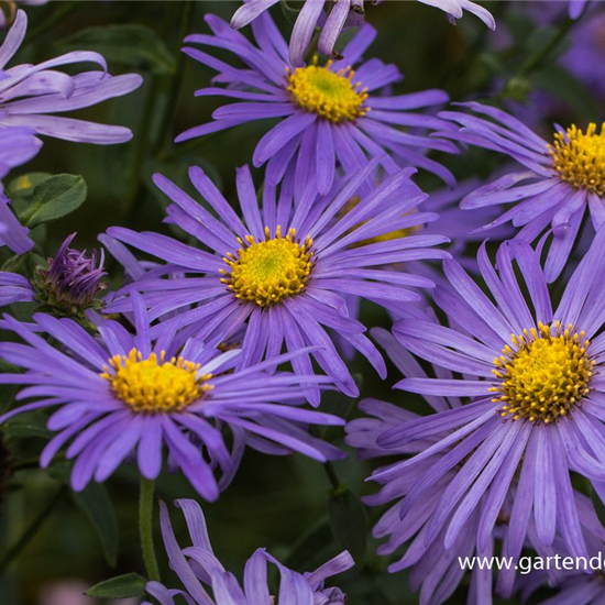 Sommer-Aster 'Mönch'