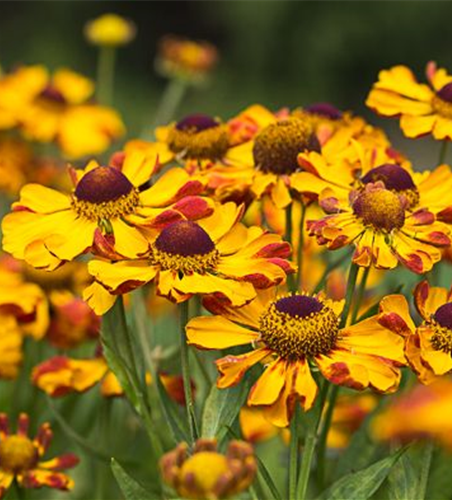 Sonnenbraut Sonnenbraut