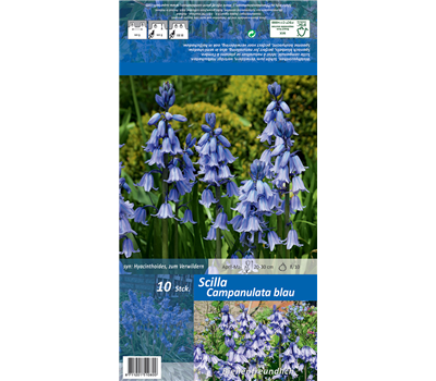 Spanisches Hasenglöckchen