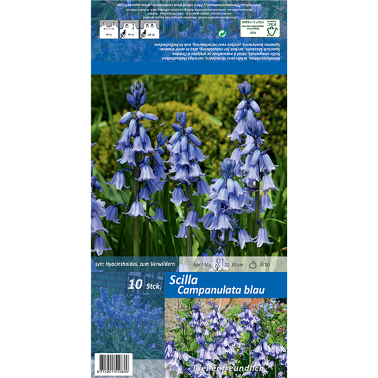 Spanisches Hasenglöckchen