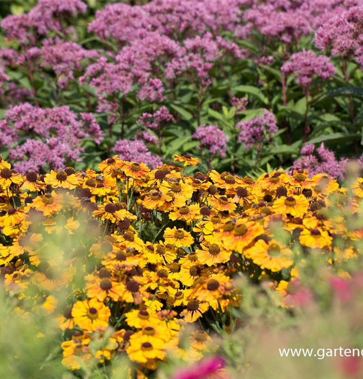 Helenium, gelb-rot