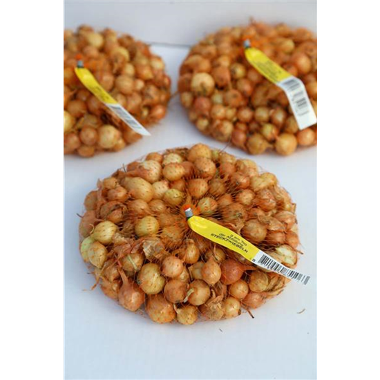 Speisezwiebel 'Radar'