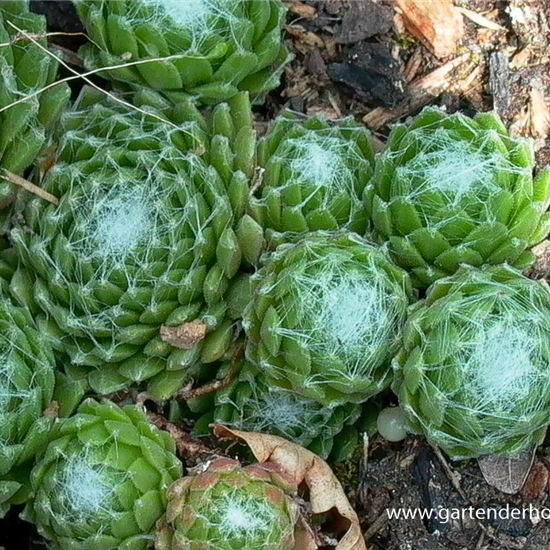 Spinnwebige Steinrose