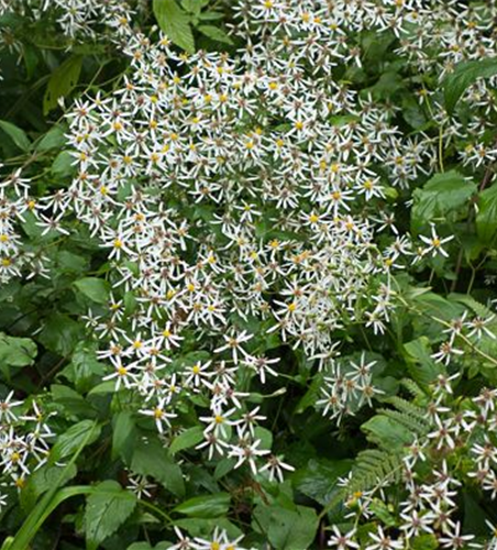 Sperrige Aster