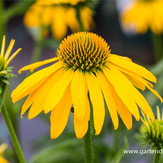 Sonnenhut 'Summer Breeze'