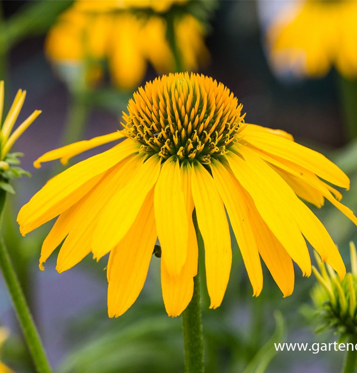 Echinacea purpurea 'Summer Breeze'