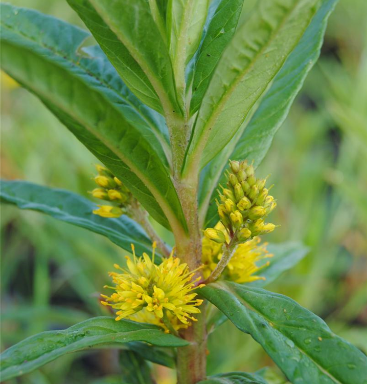 Lysimachia thyrsiflora