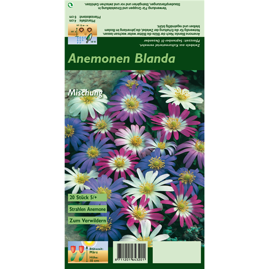 Strahlen-Windröschen