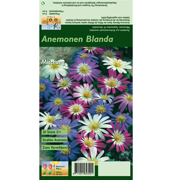 Anemone blanda