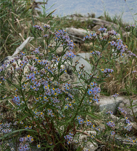 Strand-Aster