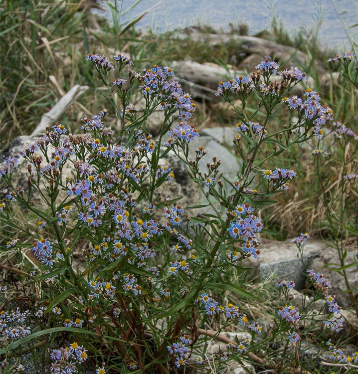 Aster tripolium (coll. Nordsee)