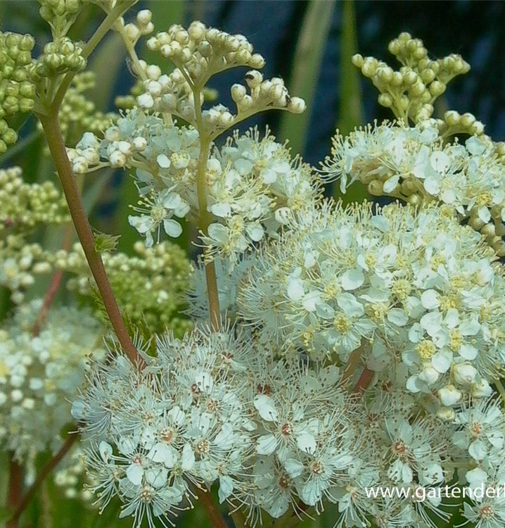 Filipendula ulmaria