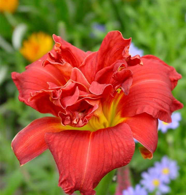 Hemerocallis x cult.'Moses' Fire'