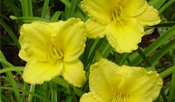 Zum Vergrößern klicken Bildvorschau