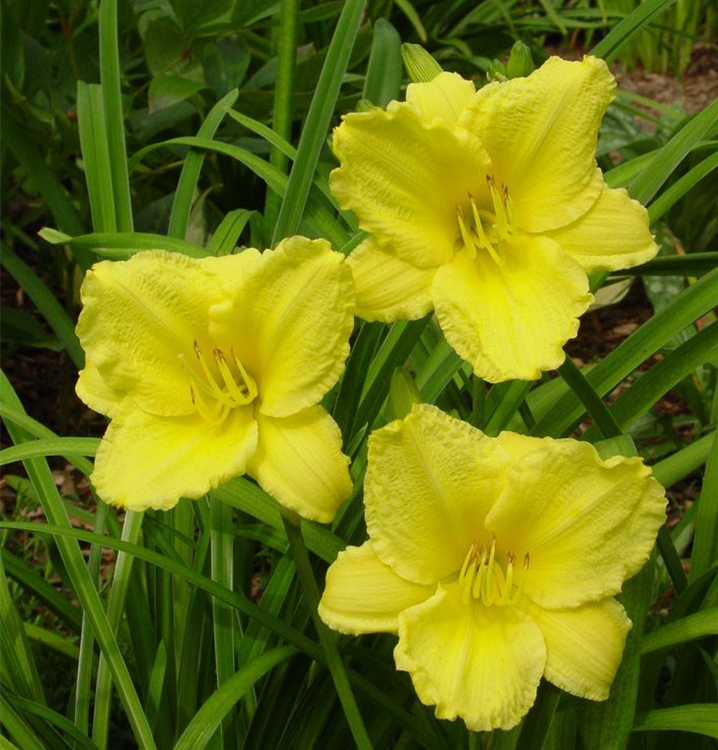 Hemerocallis x cult.'Big Time Happy' Hemerocallis x cult.'Big Time Happy'