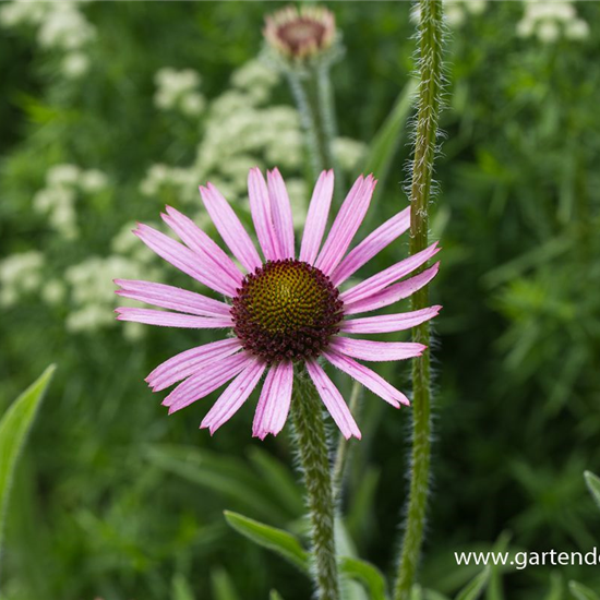 Tennessee-Garten-Scheinsonnenhut 'Rocky Top'