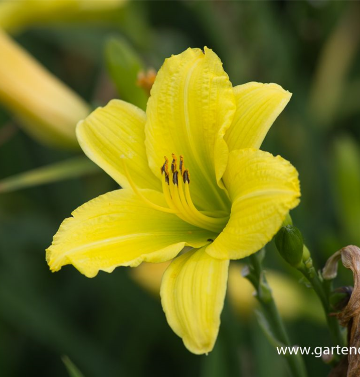 Hemerocallis x cult.'Green Flutter'