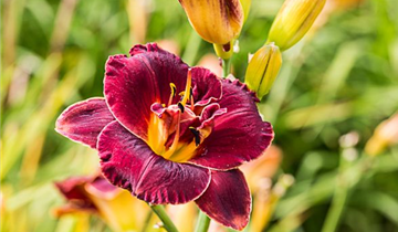 Zum Vergrößern klicken Bildvorschau