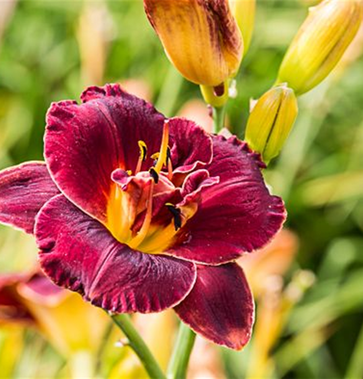 Hemerocallis x cult.'Night Embers' Hemerocallis x cult.'Night Embers'