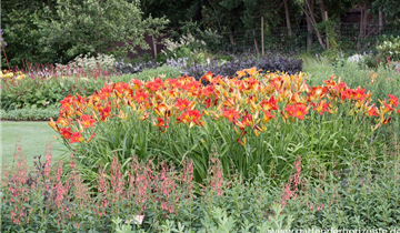 Zum Vergrößern klicken Bildvorschau