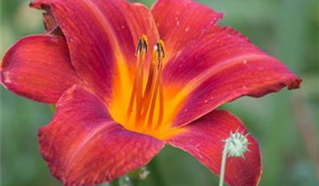 Zum Vergrößern klicken Bildvorschau