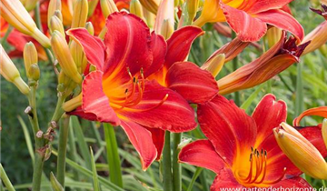 Zum Vergrößern klicken Bildvorschau