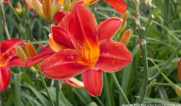 Zum Vergrößern klicken Bildvorschau