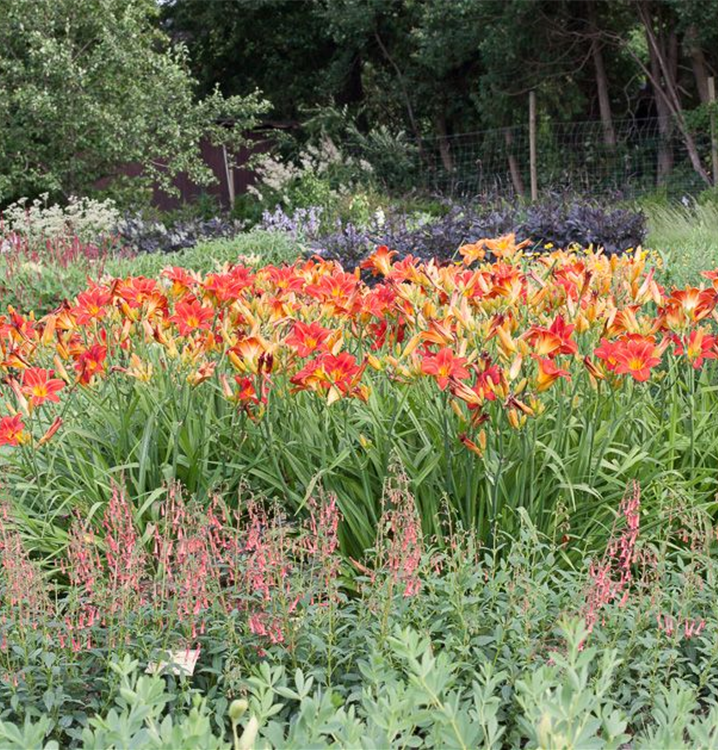 Hemerocallis x cult.'Chicago Apache' Hemerocallis x cult.'Chicago Apache'