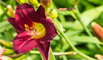 Zum Vergrößern klicken Bildvorschau