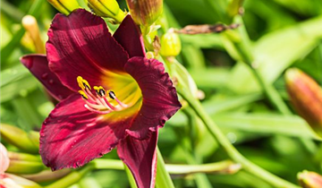 Zum Vergrößern klicken Bildvorschau