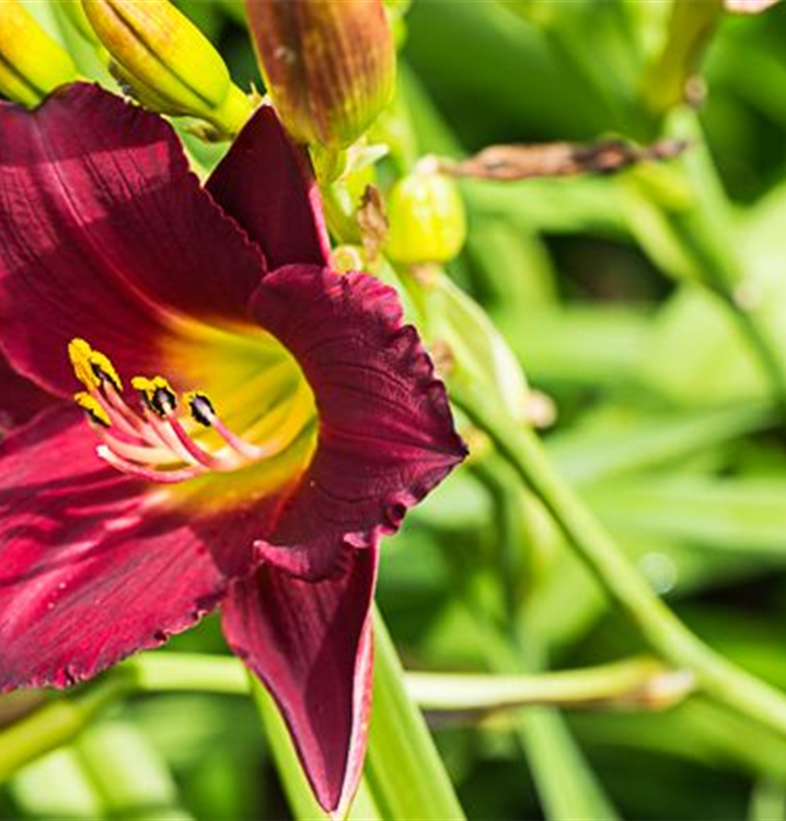 Hemerocallis x cult.'Pardon Me' Hemerocallis x cult.'Pardon Me'