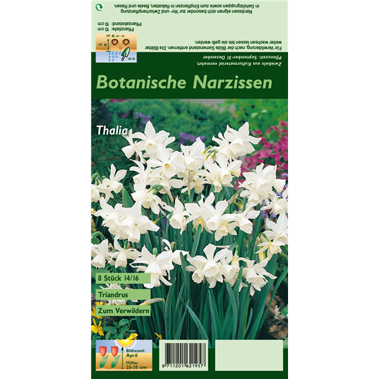 Triandus-Narzisse 'Thalia'