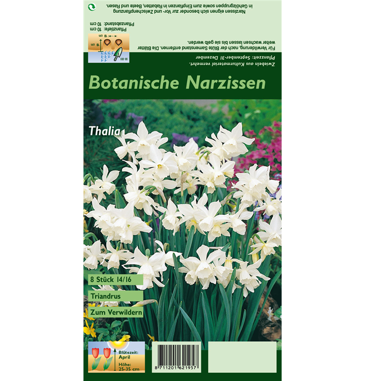 Narcissus triandrus 'Thalia'