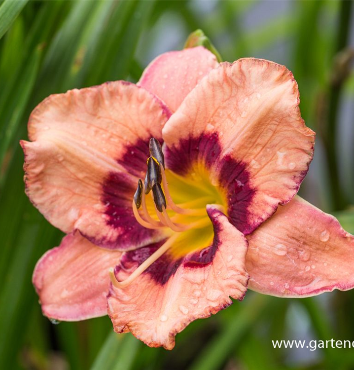 Hemerocallis x cult.'Gerrie Frankenberger' Hemerocallis x cult.'Gerrie Frankenberger'