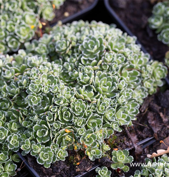 Saxifraga paniculata ssp.brevifolia