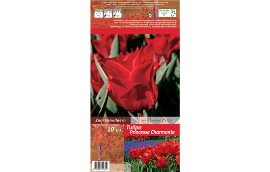 Tulpe 'Princesse Charmante'