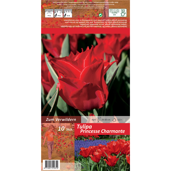 Tulpe 'Princesse Charmante'