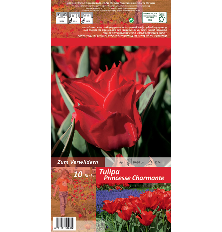 Tulipa greigii 'Princesse Charmante'