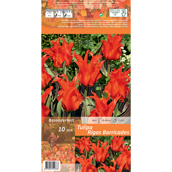 Tulpe 'Rigas Barricades'