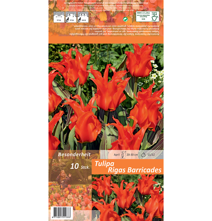 Tulipa fosteriana 'Rigas Barricades'