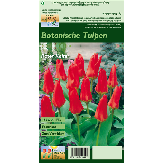 Tulpe 'Roter Kaiser'