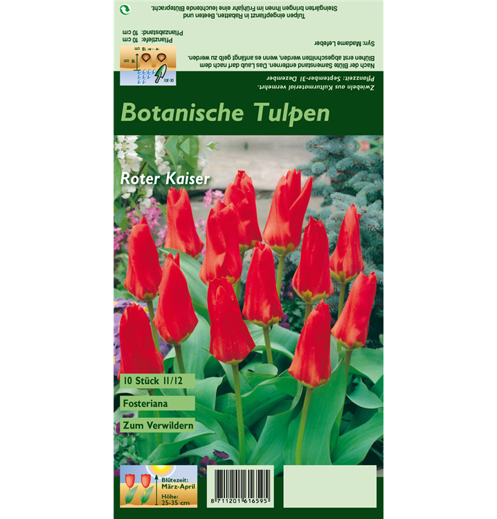 Tulipa fosteriana 'Roter Kaiser'