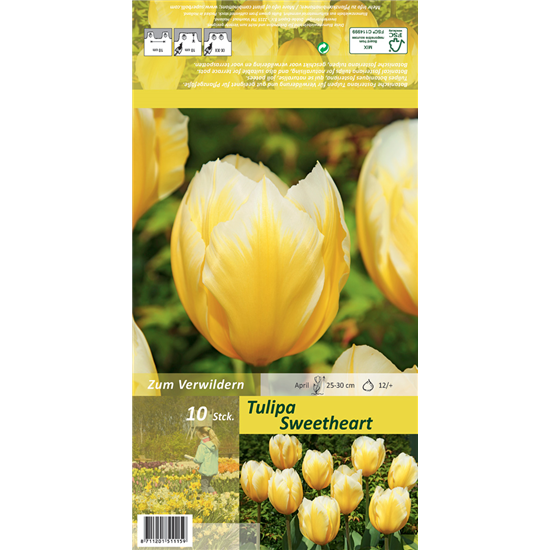 Tulpe 'Sweetheart'