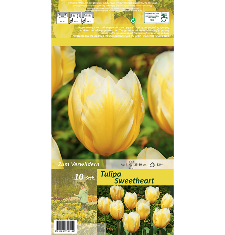 Tulipa fosteriana 'Sweetheart'