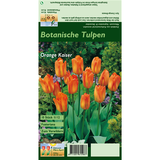 Tulpe 'Oranger Kaiser'