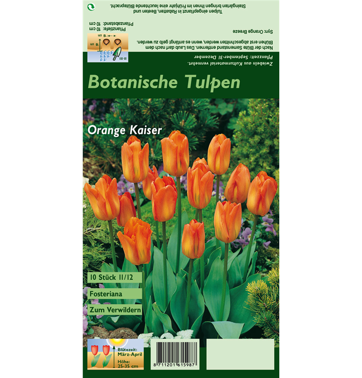 Tulipa fosteriana 'Oranger Kaiser'