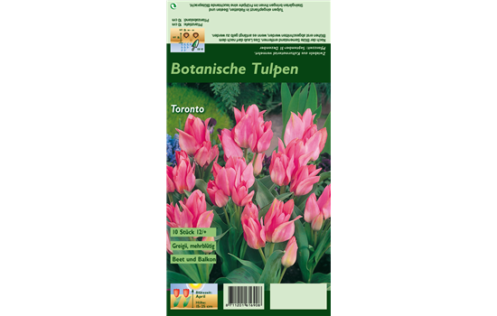Tulpe 'Toronto'