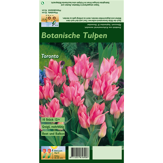 Tulpe 'Toronto'