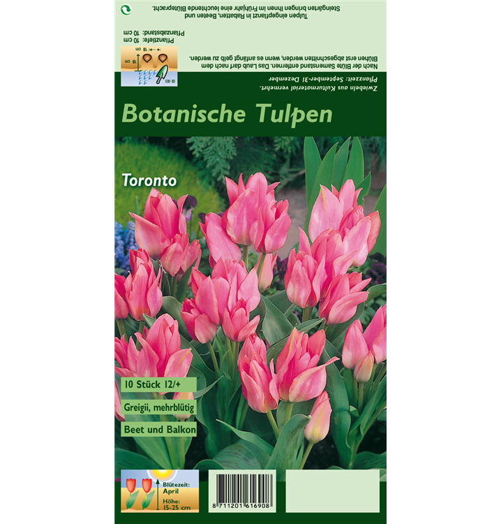 Tulipa greigii 'Toronto'