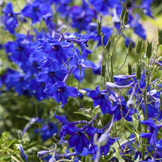 Verzweigter Garten-Rittersporn 'Völkerfrieden'